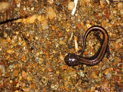 Gold-striped salamander