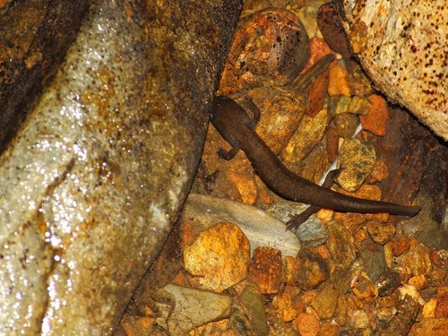 Gold-striped salamander