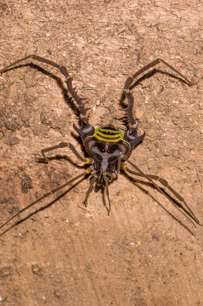 Superfamily Gonyleptoidea · iNaturalist