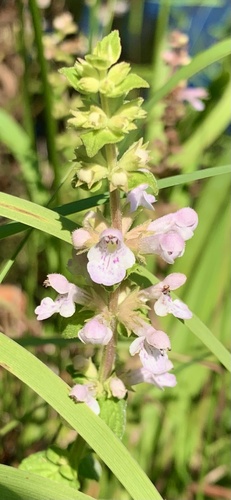 Carolina Hedgenettle (Stachys caroliniana)
