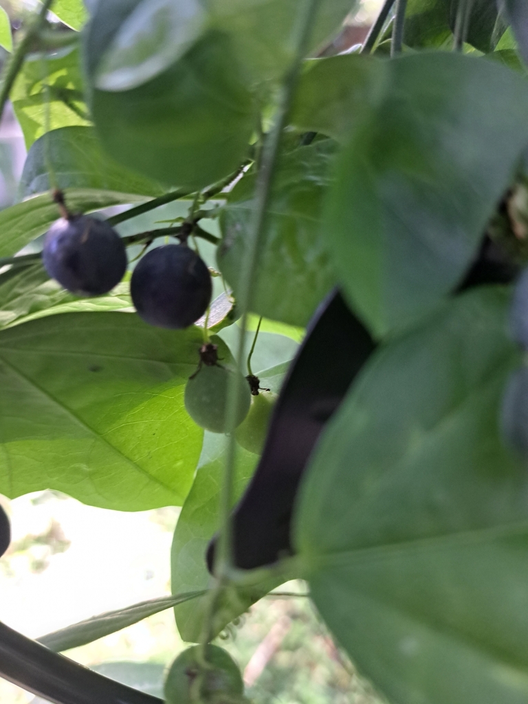 Flowering Plants From United Central St Petersburg FL USA On   Large 