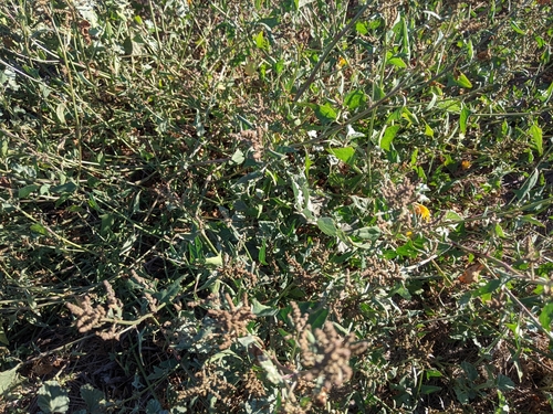iNaturalist observation photo of Creeping Saltbush