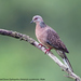 Spotted Dove - Photo (c) Antony Grossy, all rights reserved, uploaded by Antony Grossy