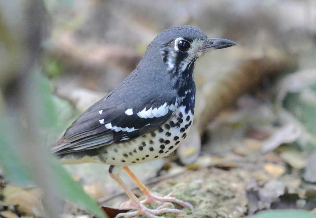 Ashy Thrush photo