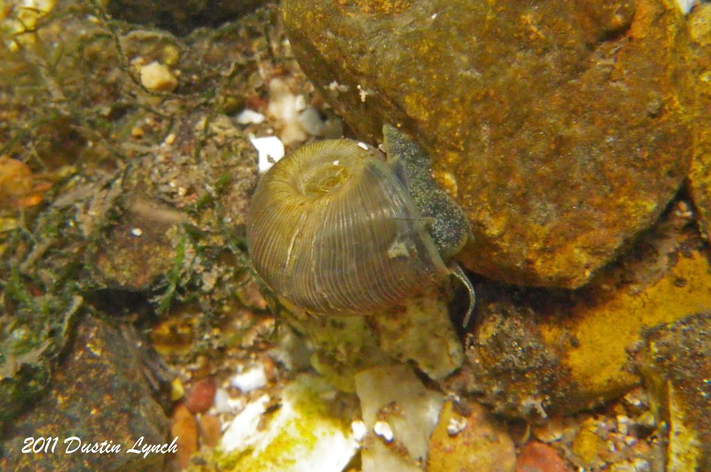 Ramshorn snails from Spring River at roadside park south of Verona