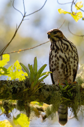Gray Hawk