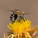 Four-striped Digger Bee - Photo (c) Miroslav Maric, all rights reserved, uploaded by Miroslav Maric