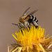 Four-striped Digger Bee - Photo (c) Miroslav Maric, all rights reserved, uploaded by Miroslav Maric