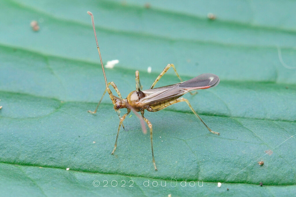 Helopeltis cinchonae from 中国云南省普洱市宁洱哈尼族彝族自治县 on July 26, 2022 at 12:25 ...