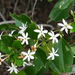 Jasminum simplicifolium leratii - Photo (c) Ben Caledonia, all rights reserved, uploaded by benoit_henry