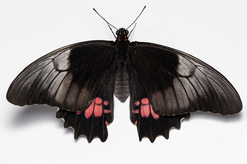 Papilio anchisiades Esper, 1788