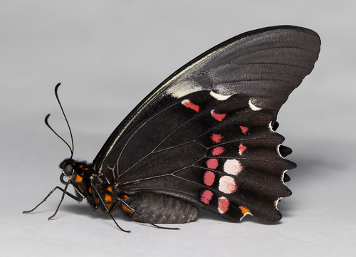 Ruby-spotted Swallowtail
