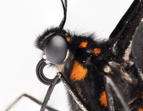 Ruby-spotted Swallowtail