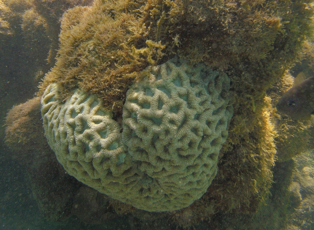 Brain Coral
