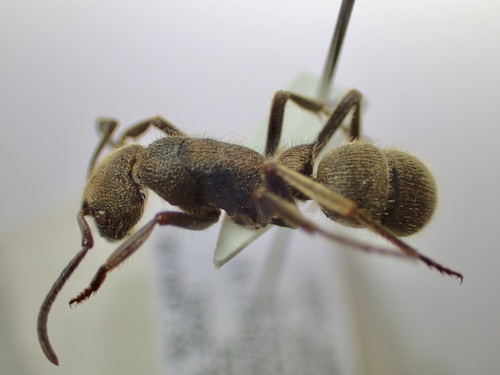 Pseudoneoponera denticulataPseudoneoponera denticulata
