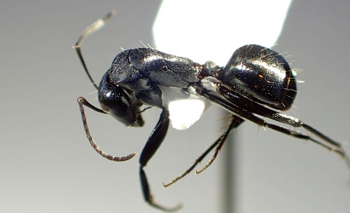 Camponotus pitjantjataraeCamponotus pitjantjatarae