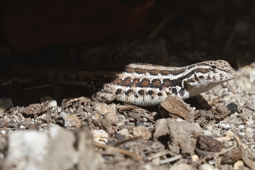 Common Sagebrush Lizard