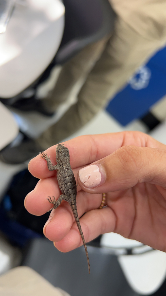 Lizard In Rome Eastern Fence Lizard from Rome on September 21, 2022 at 10:15 AM by ...
