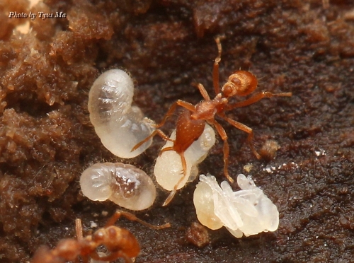 南仁山瘤颚蚁Strumigenys nanzanensis