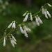 Eastern Whiteflower Beardtongue - Photo (c) Eric in SF, all rights reserved, uploaded by Eric in SF