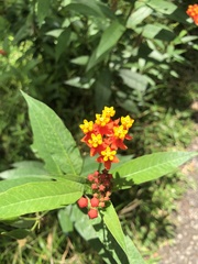 Asclepias curassavica image