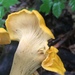 Smooth Chanterelle - Photo (c) whitetail, all rights reserved