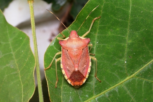 Pentatoma semiannulata · iNaturalist