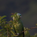 Mealy Parrot - Photo (c) rafael-ruiz, all rights reserved, uploaded by rafael-ruiz