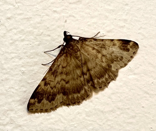 iNaturalist observation photo of Idia occidentalis