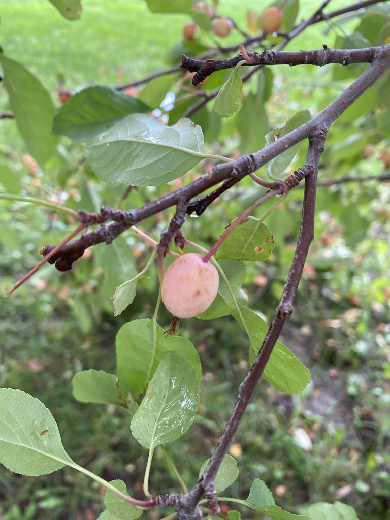 American plum from Boulder County, US-CO, US on September 22, 2022 at ...