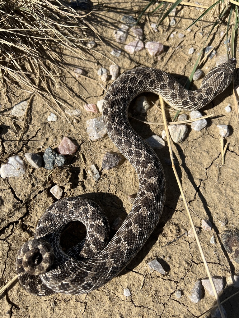 Plains Hognose Snake in September 2022 by Matt Rasmussen · iNaturalist