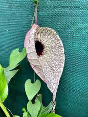 Aristolochia grandiflora image