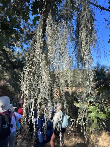iNaturalist observation photo of lace lichen