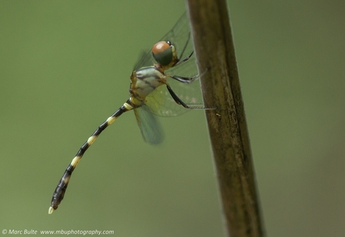 Nannophlebia aglaia