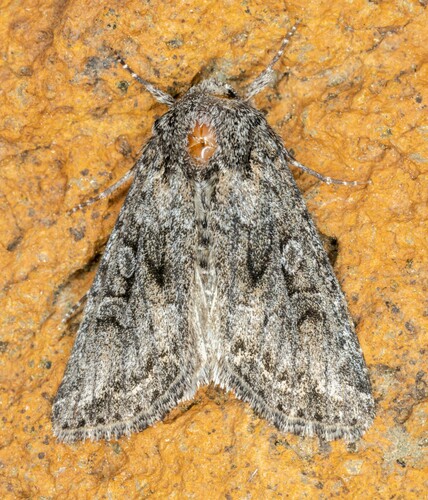 iNaturalist observation photo of Aseptis characta