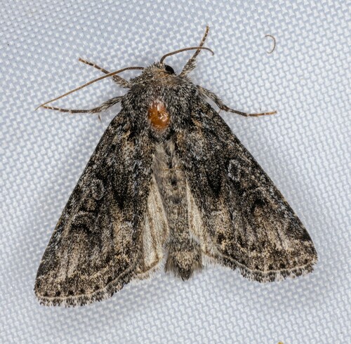 iNaturalist observation photo of Cutworms and Dart Moths