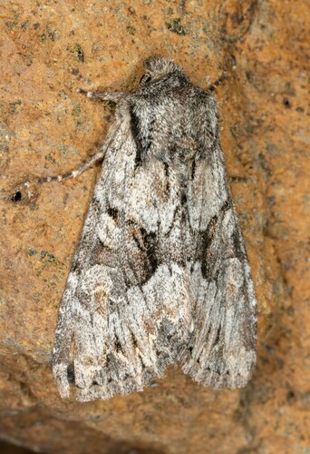iNaturalist observation photo of Apamea centralis