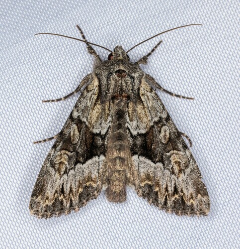 iNaturalist observation photo of Apamea centralis