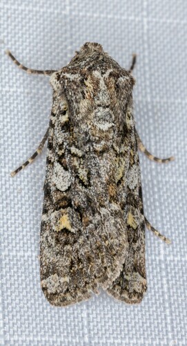 iNaturalist observation photo of Tessellate Dart