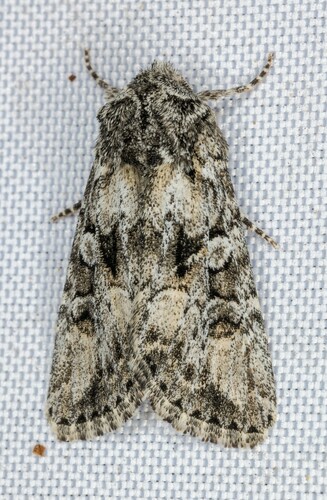 iNaturalist observation photo of Aseptis characta