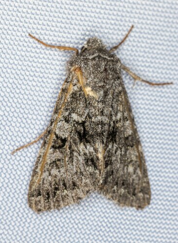 iNaturalist observation photo of Cutworm Moths and Allies