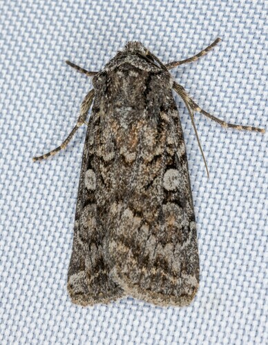 iNaturalist observation photo of Cutworms and Dart Moths
