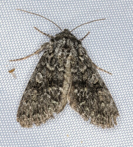 iNaturalist observation photo of Lasionycta