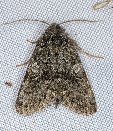 iNaturalist observation photo of Lasionycta perplexa