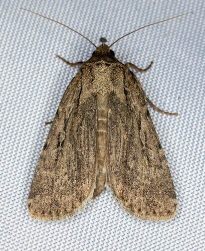 iNaturalist observation photo of Spaelotis