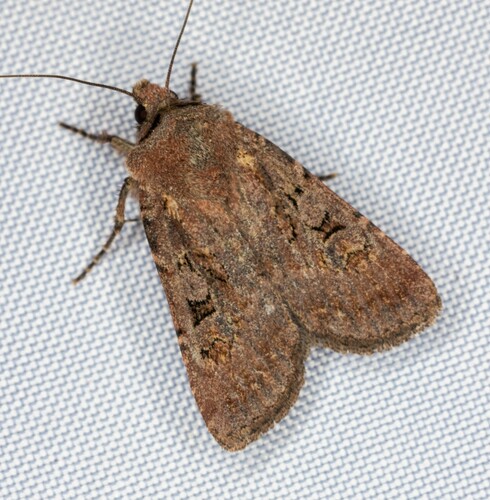iNaturalist observation photo of Cutworms and Dart Moths
