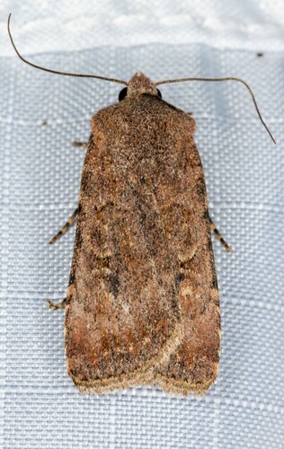iNaturalist observation photo of Cutworms and Dart Moths