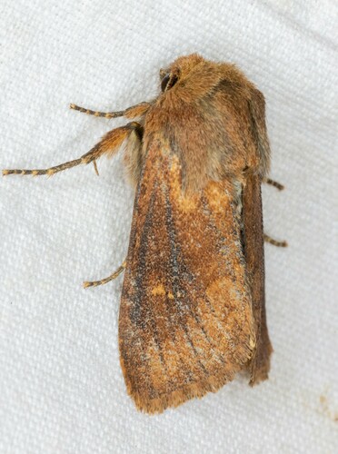 iNaturalist observation photo of Resapamea innota