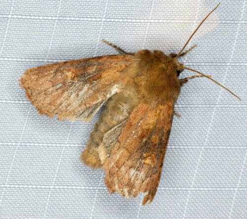 iNaturalist observation photo of Cutworms and Dart Moths
