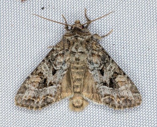iNaturalist observation photo of Trichordestra liquida
